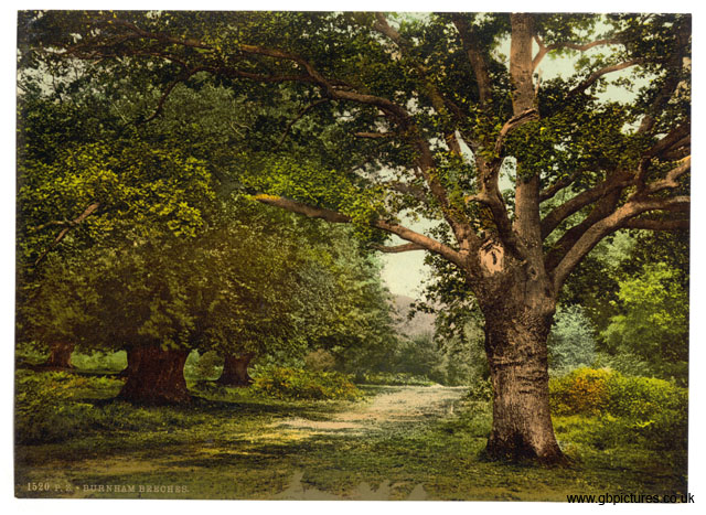 BKM_Burnham_Beeches_01520 _London_and_suburbs