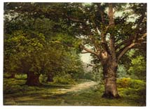 BKM_Burnham_Beeches_01520 _London_and_suburbs