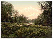GLS_Forest_of_Dean_11011_A_view_near_Speech_House