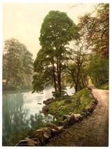 LAN_Bolton_11156_Woods