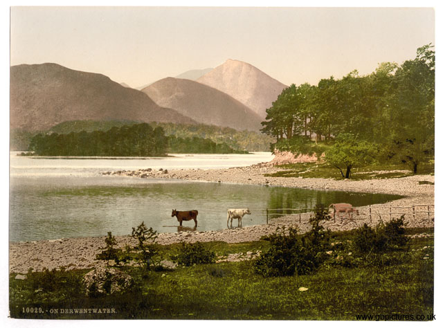 LKD_Derwentwater_10029_cattle_study_Lake_District_II