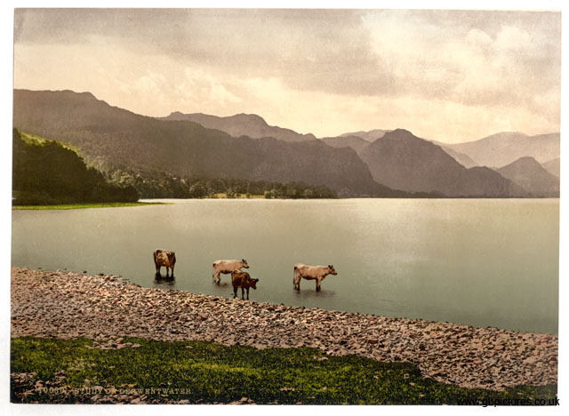 LKD_Derwentwater_10030_cattle_study_Lake District_I