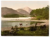 LKD_Derwentwater_10029_cattle_study_Lake_District_II