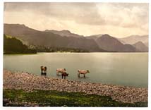 LKD_Derwentwater_10030_cattle_study_Lake District_I