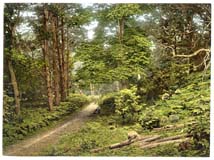NFK_Sheringham_11227_In_the_woods