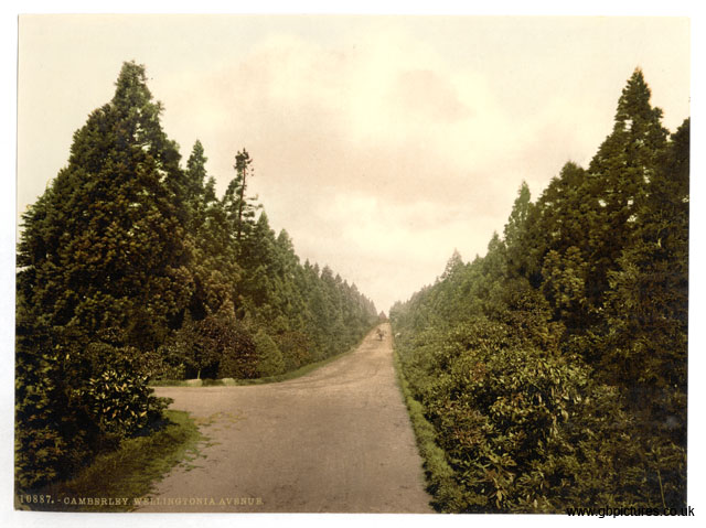 SRY_Camberley_10887_Wellingtonia_Avenue