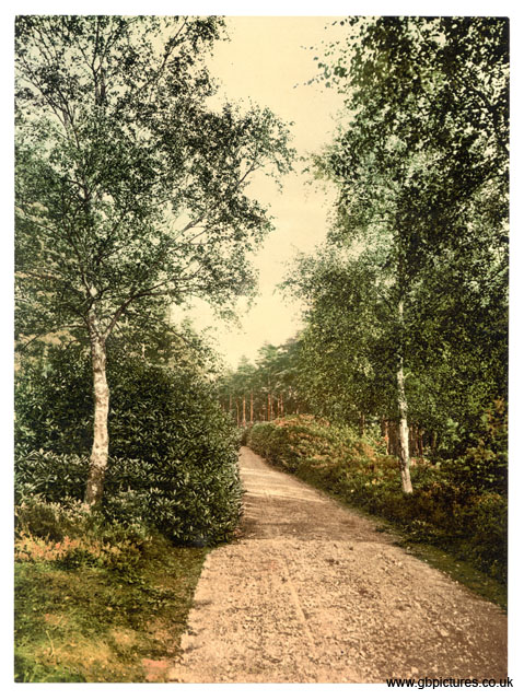 SRY_Camberley_10889_Brackendale_the_drive