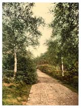 SRY_Camberley_10889_Brackendale_the_drive