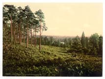 SRY_Camberley_10890_Brackendale_Estate