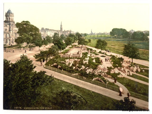 YKS_Harrogate_10778_The_Stray